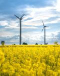 vindkraftverk-gula-blommor